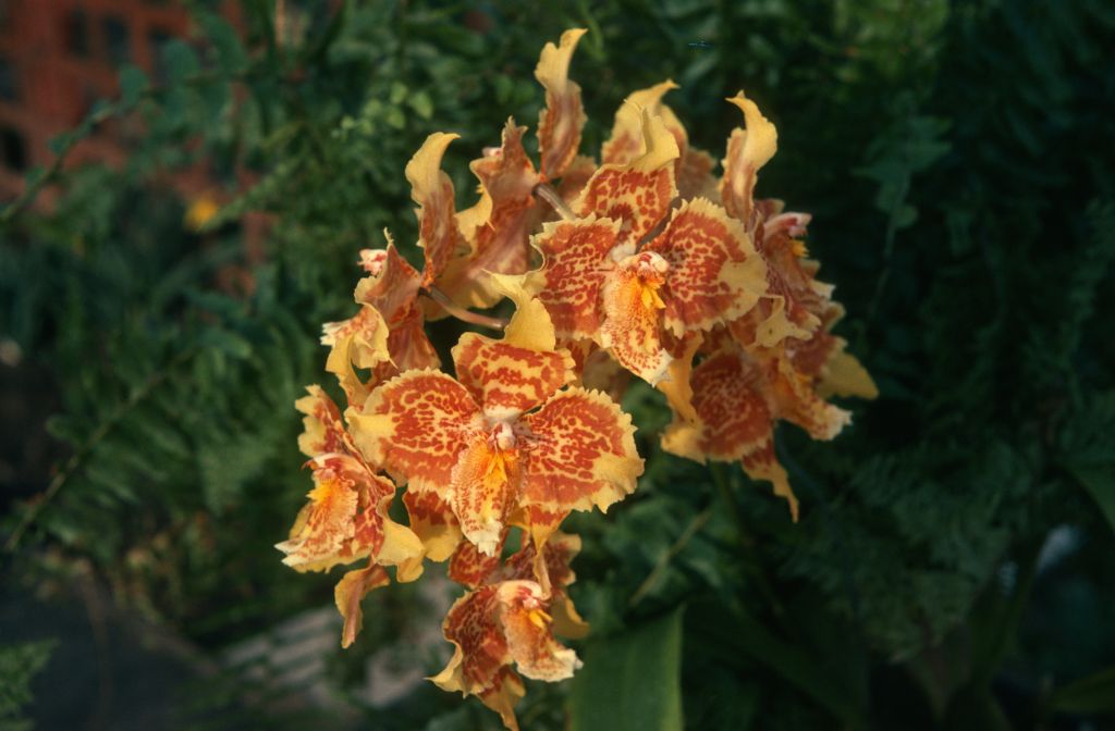 Odontoglossum Golden Girl 'Co-Ed', March 1975, roll 197503H12 slide 2