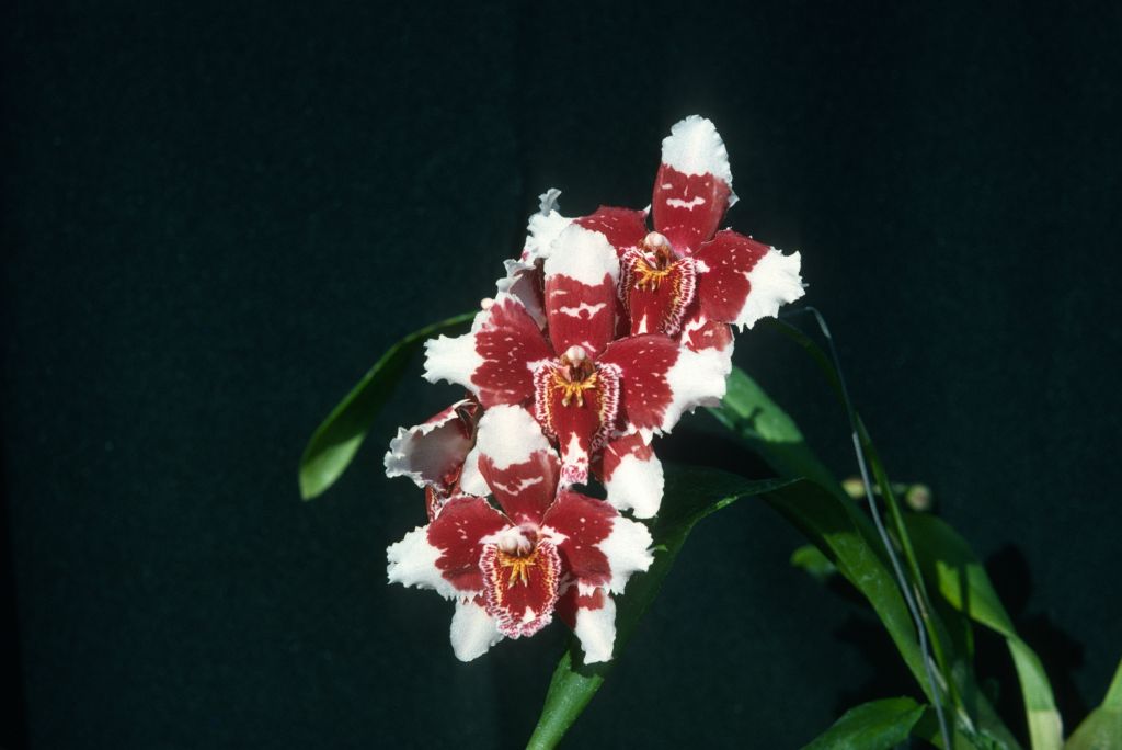 Odontoglossum Edalva 'Contrast', April 1975, roll 197504H12 slide 10