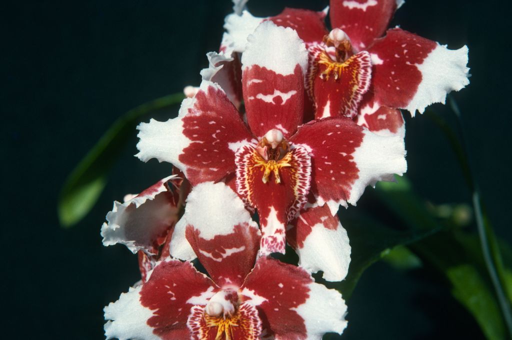 Odontoglossum Edalva 'Contrast', April 1975, roll 197504H12 slide 11
