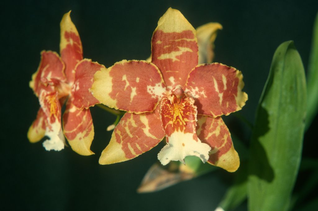 Odontoglossum Gold Basin, April 1975, roll 197504H12 slide 14