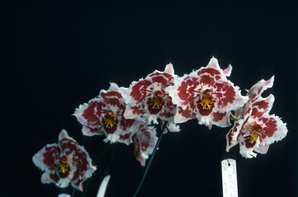 Odontoglossum Stropheon 'Carimo', June 1975, roll 197506H7 slide 19
