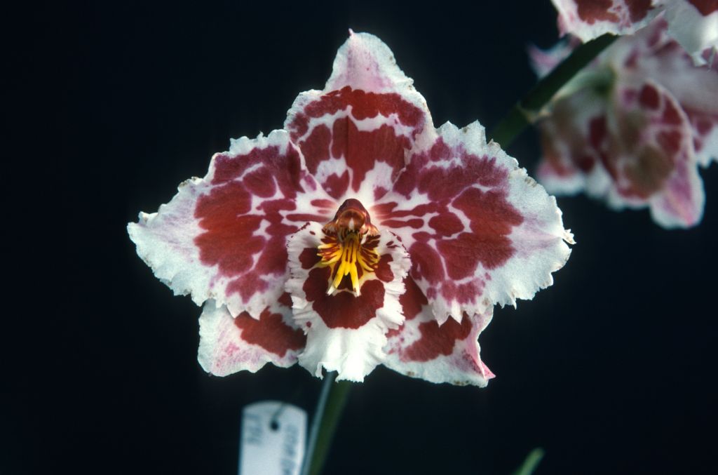 Odontoglossum Stropheon 'Carimo', June 1975, roll 197506H7 slide 20