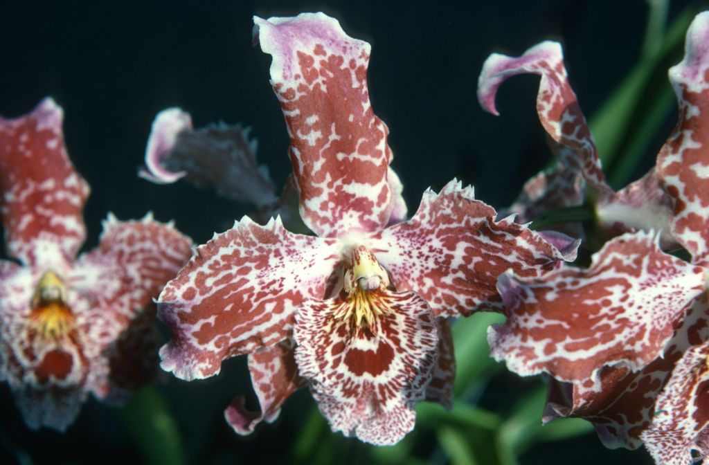 Odontoglossum Queen Charlotte Straits 'Carimo', July 1975, roll 197507H2 slide 10