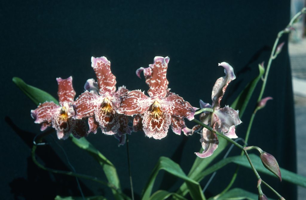 Odontoglossum Queen Charlotte Straits 'Carimo', July 1975, roll 197507H2 slide 11