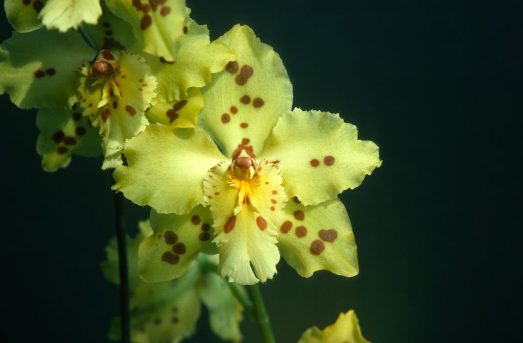 Odontoglossum Golden Glacier 'Golden Eagle', July 1975, roll 197507H2 slide 6