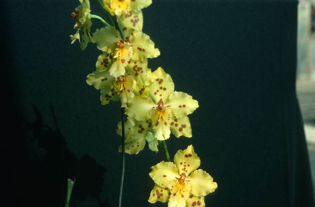 Odontoglossum Golden Glacier 'Golden Eagle', July 1975, roll 197507H2 slide 7