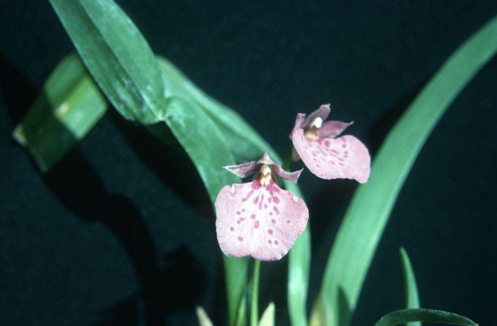 Odontoglossum majale, July 1975, roll 197507H2 slide 8