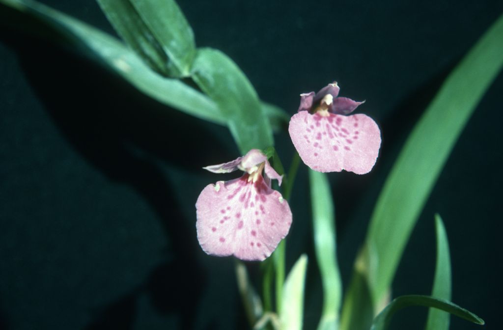 Odontoglossum majale, July 1975, roll 197507H2 slide 9