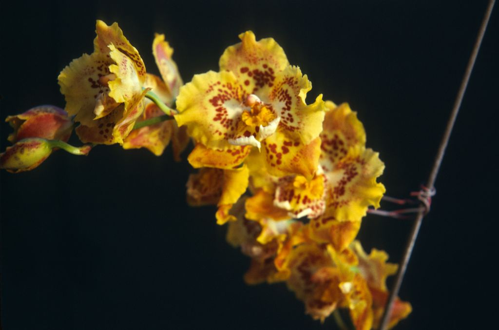 Odontoglossum Golden Ransom 'Golden Orb', August 1975, roll 197508H6red slide 11
