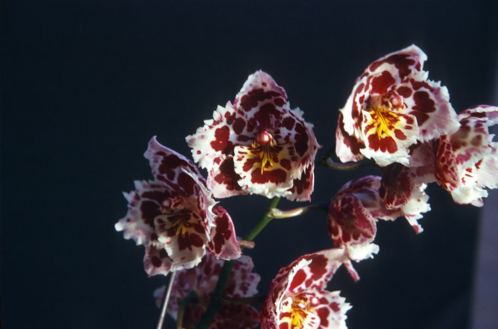 Odontoglossum Stropheon 'Strawberry Gem', August 1975, roll 197508H6red slide 9
