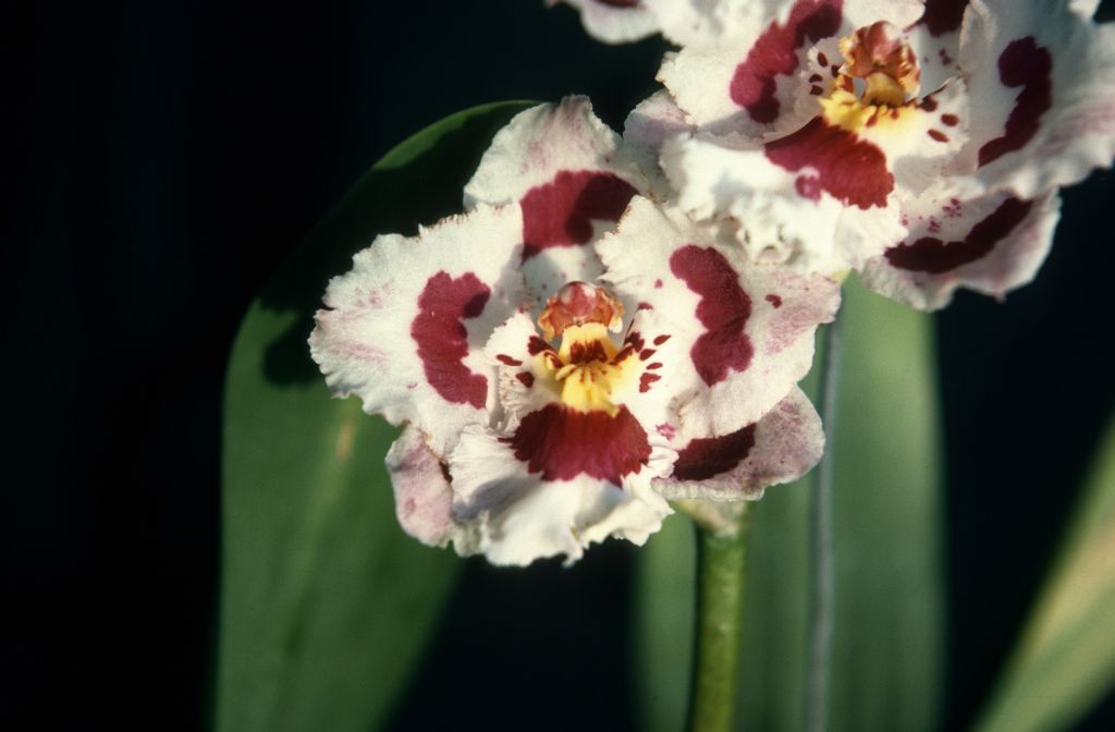 Odontoglossum Edna Thirza Hankin 'Perfection', November 1975, roll 197511H7 slide 18
