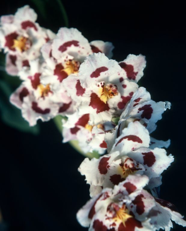 Odontoglossum Edna Thirza Hankin 'Perfection', November 1975, roll 197511H7 slide 19