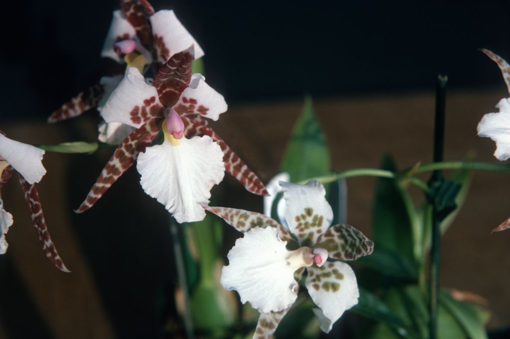 Odontoglossum rossii 'Red and Green', December 1975, roll 197512H7 slide 13