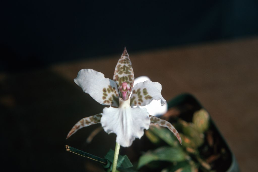 Odontoglossum rossii 'Red and Green', December 1975, roll 197512H7 slide 14