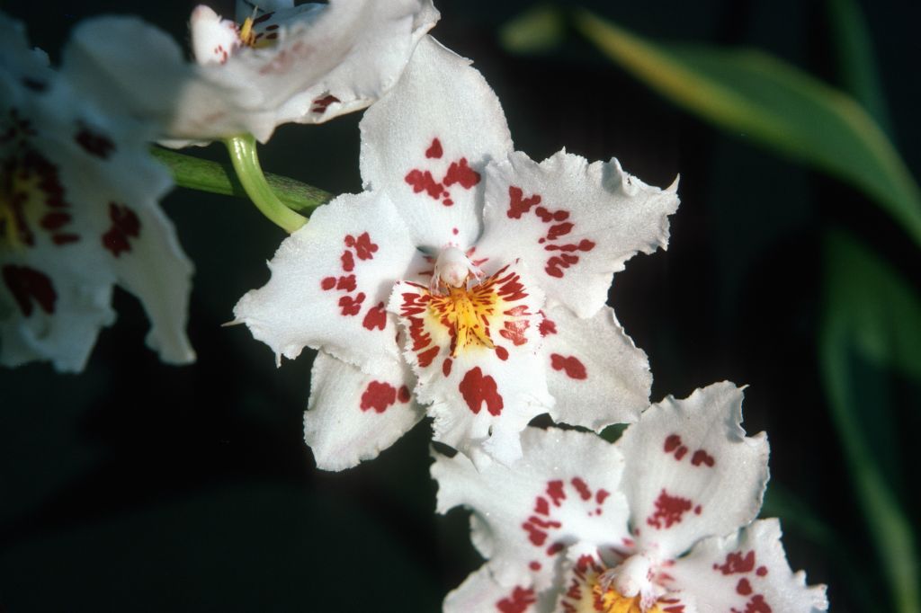 Odontoglossum Edalva 'Alva', December 1975, roll 197512H7 slide 1