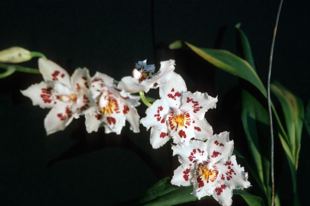 Odontoglossum Edalva 'Alva', December 1975, roll 197512H7 slide 2