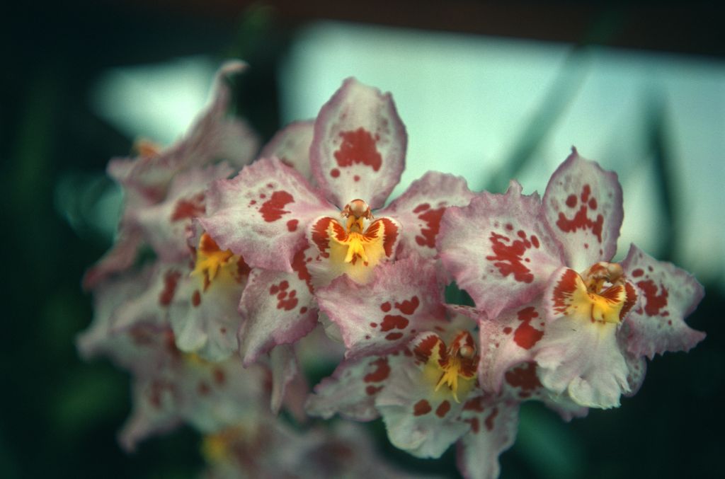 Odontoglossum Lippestern 'Pink Parfait', September 1976, roll 197609H2 slide 12