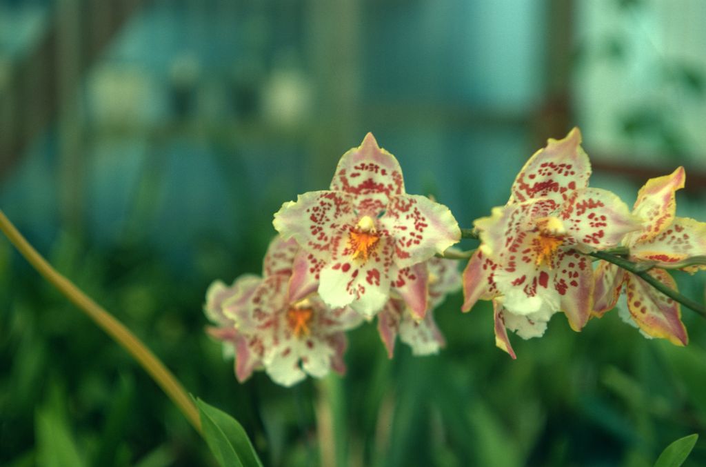 Odontoglossum Golden Ransom 'Carimo Beauty', September 1976, roll 197609H2 slide 15