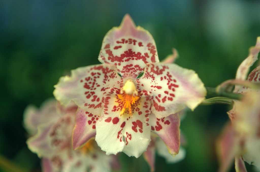 Odontoglossum Golden Ransom 'Carimo Beauty', September 1976, roll 197609H2 slide 16