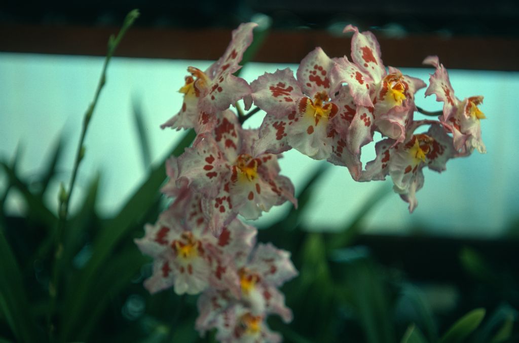 Odontoglossum Lippestern 'Pink Parfait', September 1976, roll 197609H2 slide 19