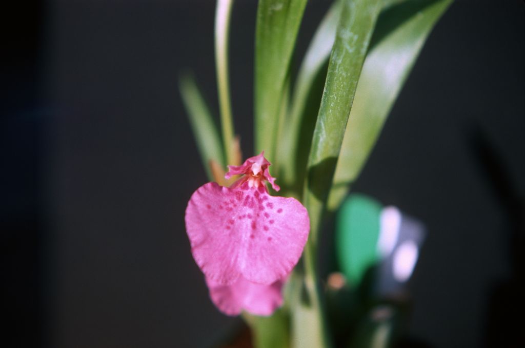 Odontoglossum majale, May 1977, roll 197705H2red slide 2