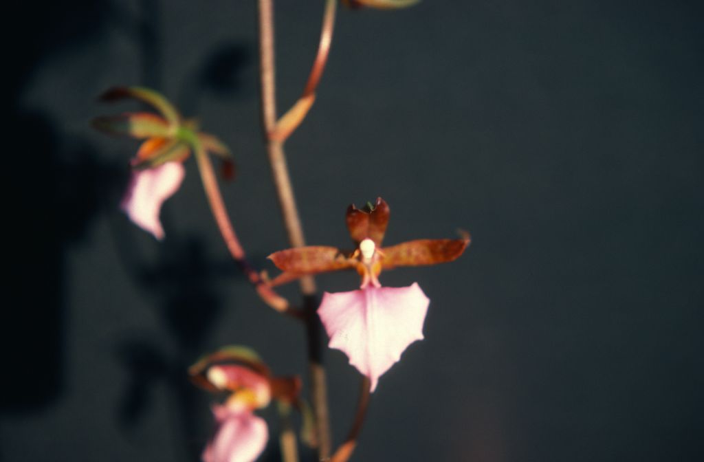 Odontoglossum bictoniense 'Carimo', August 1977, roll 197708H7black slide 16