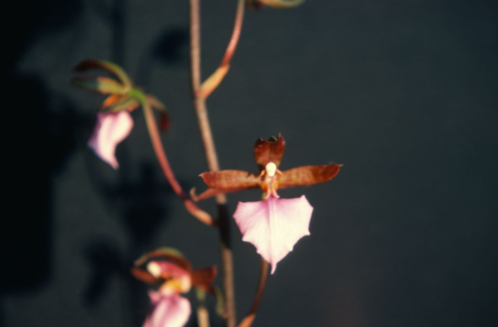 Odontoglossum bictoniense 'Carimo', August 1977, roll 197708H7black slide 17