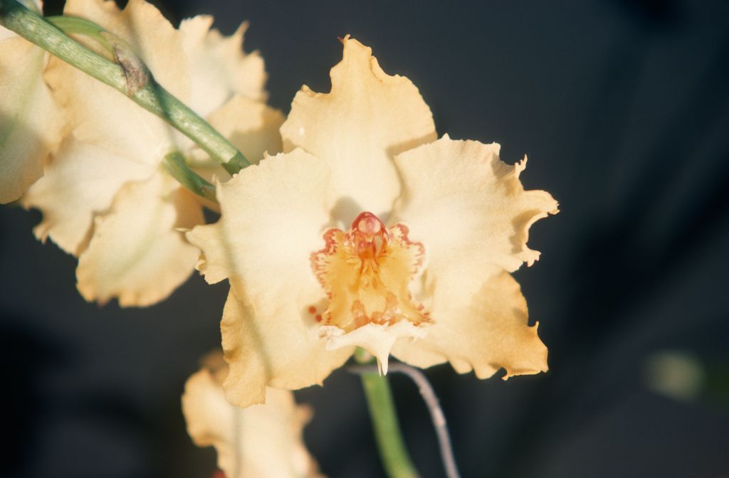 Odontoglossum Golden Girl 'Goldielocks', August 1977, roll 197708H7black slide 6
