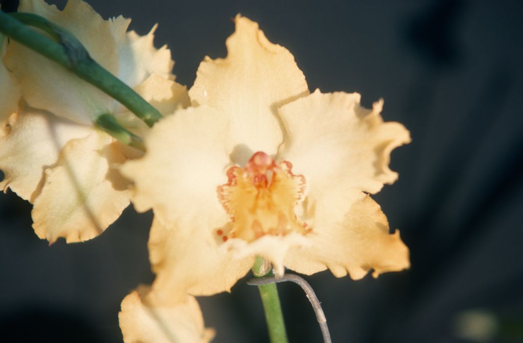 Odontoglossum Golden Girl 'Goldielocks', August 1977, roll 197708H7black slide 7
