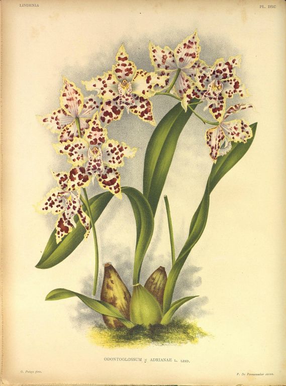 Odontoglossum x adrianae, Program 1 slide 10, copy of color plate from Lindenia, vol. XIII, plate 590 (1897), modern digitized image