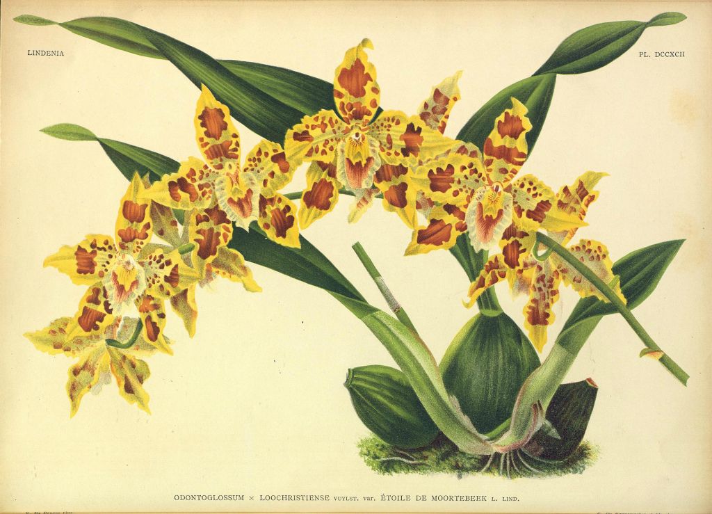 Odontoglossum x loochristiense 'Etoile de Moortebeek', Program 1 slide 11, copy of color plate from Lindenia, vol. XVII, plate 792 (1902), modern digitized image