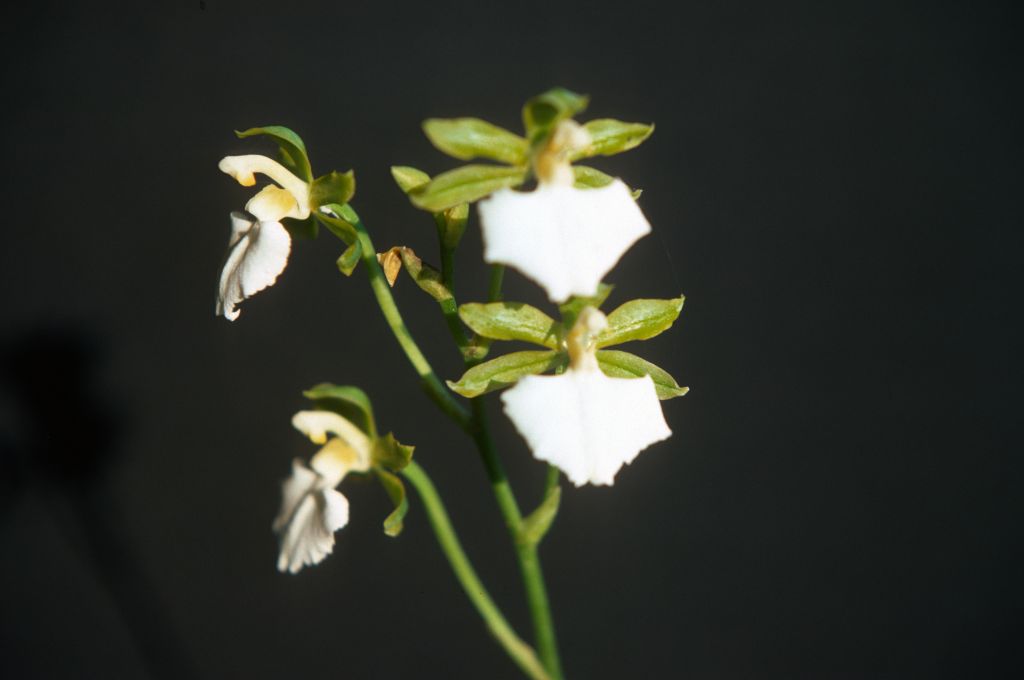 Odontoglossum bictoniense album, Program 1 slide 12, October 1977, roll 197710H6 slide 2