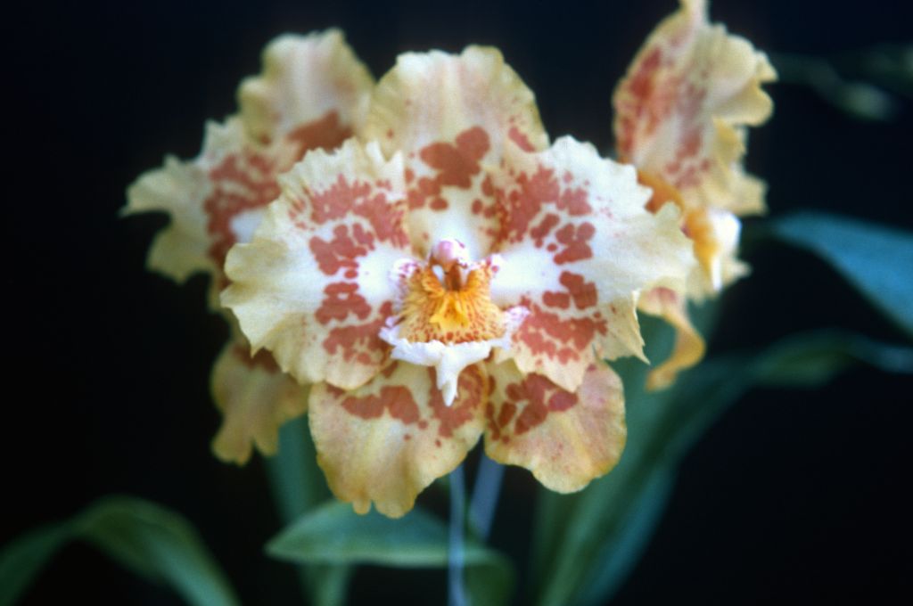 Odontoglossum Golden Ransom 'Moon Dust', Program 1 slide 13, July 1975, roll 197507H2 slide 20