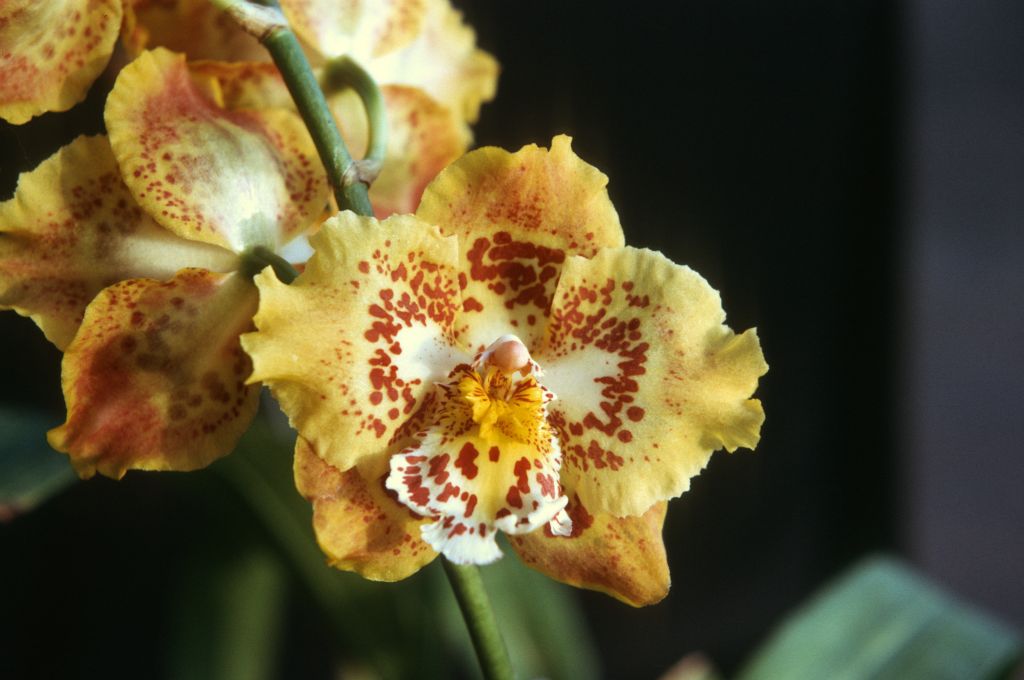 Odontoglossum Golden Ransom 'Golden Orb', Program 1 slide 14, August 1975, roll 197508H6red slide 10