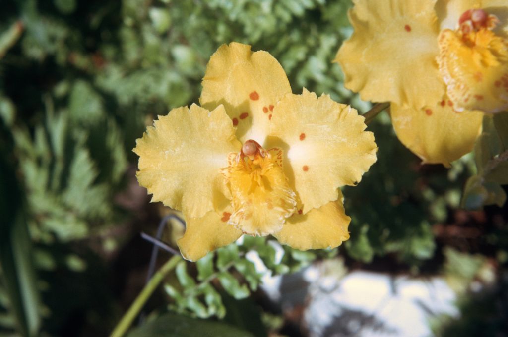 Odontoglossum Golden Girl 'Golden Orb', Program 1 slide 15, August 1974, roll 197408H11 slide 8