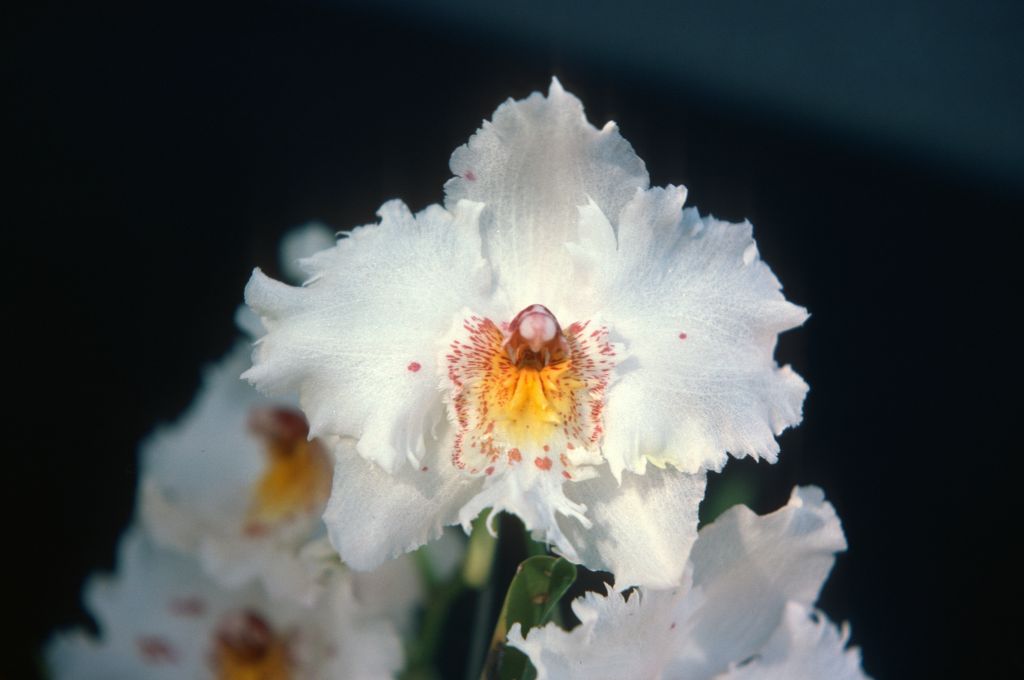 Odontoglossum Joan Berry 'Rosemary', Program 1 slide 17, May 1976, roll 197605H9 slide 12