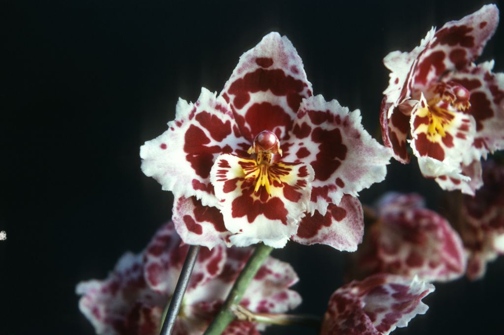 Odontoglossum Stropheon 'Strawberry Gem', Program 1 slide 18, August 1975, roll 197508H6red slide 8