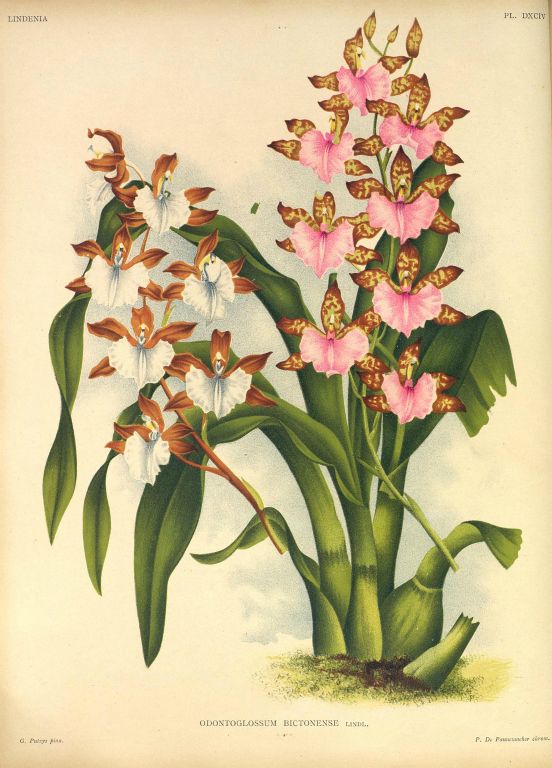 Odontoglossum bictoniense, two forms, Program 1 slide 1, copy of color plate from Lindenia, vol. XIII, plate 594 (1897), modern digitized image