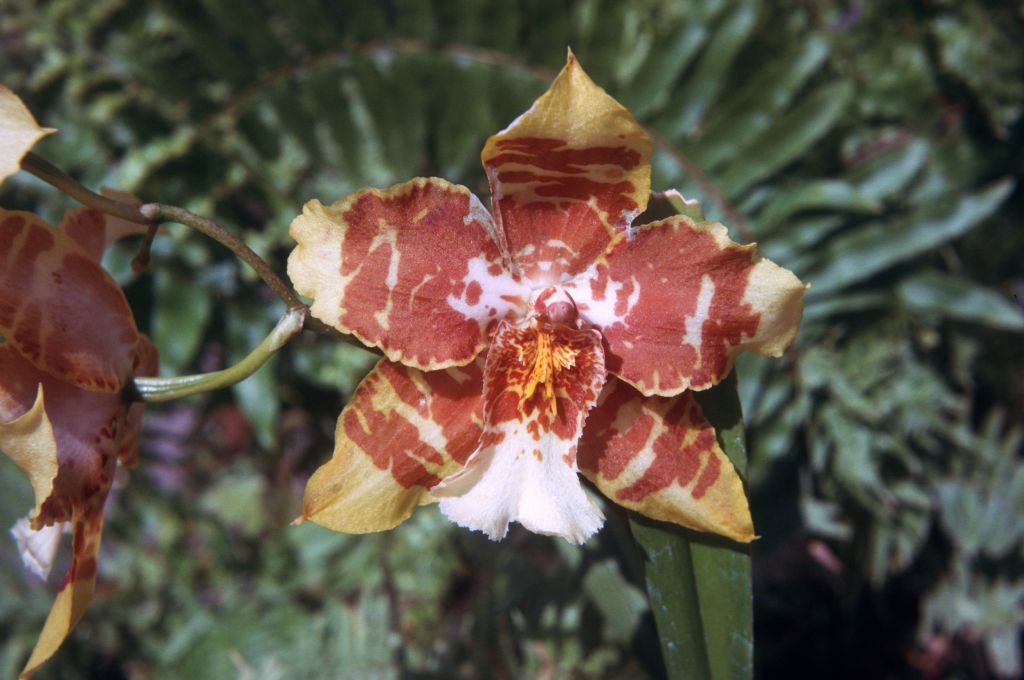 Odontoglossum Gold Basin 'Jungle Cat', Program 1 slide 20, May 1974, roll 197405H7 slide 9