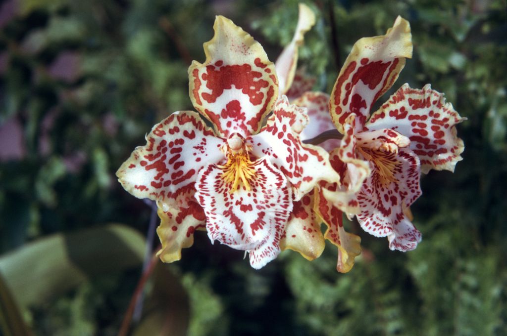 Odontoglossum Walla Walla 'Exotic', Program 1 slide 21, August 1974, roll 197408H11 slide 14