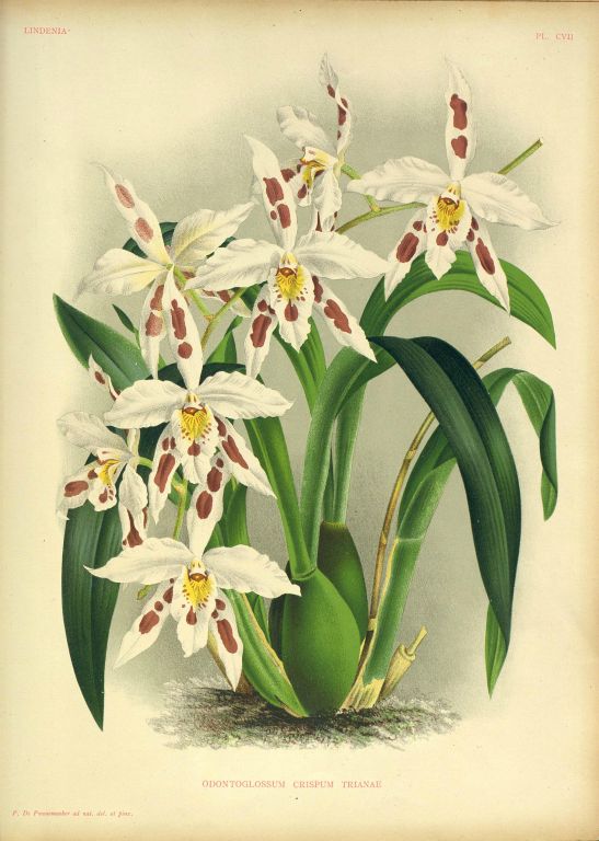 Odontoglossum crispum trianae, Program 1 slide 2, copy of color plate from Lindenia, vol. III, plate 107 (1887), modern digitized image