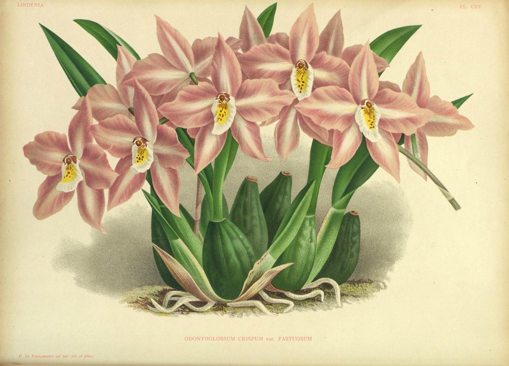 Odontoglossum crispum fastuosum, Program 1 slide 3, copy of color plate from Lindenia, vol. III, plate 115. modern digitized image