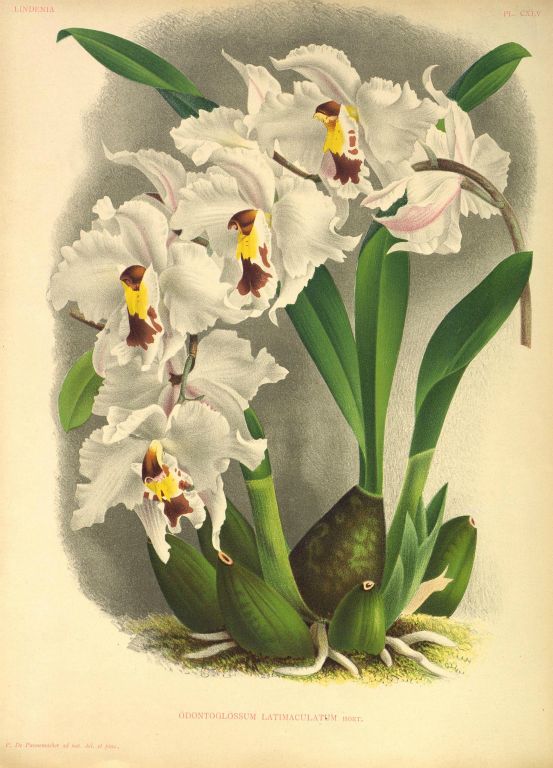 Odontoglossum crispum latimaculatum, Program 1 slide 4, copy of color plate from Lindenia, vol. IV, place145 (1888), modern digitized image