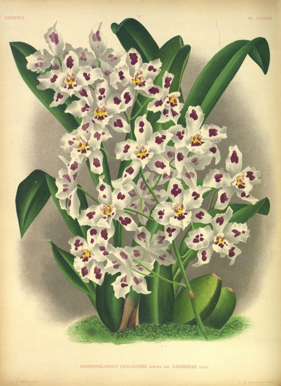 Odontoglossum pescatorei lindeniae, Program 1 slide 6, copy of color plate from Lindenia, vol. VII, plate 329 (1891), modern digitized image