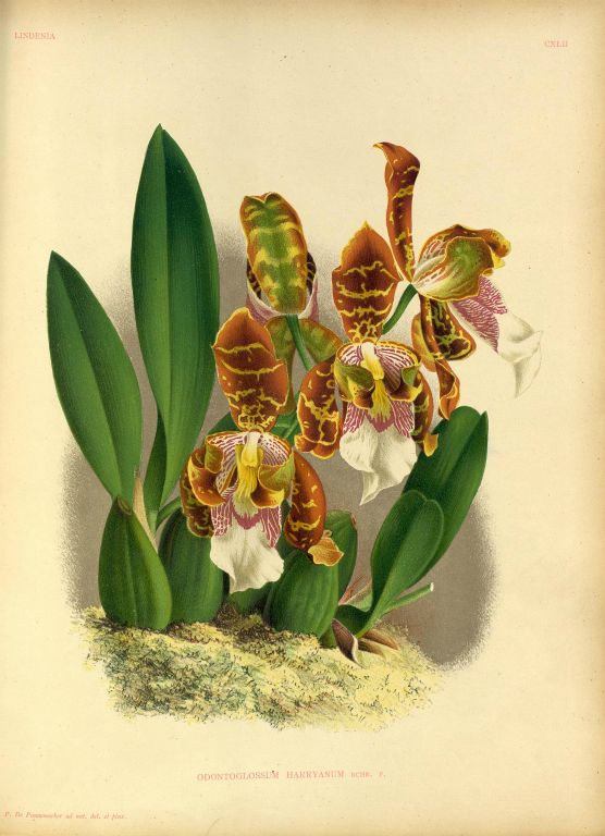 Odontoglossum harryanum, Program 1 slide 7, copy of color plate from Lindenia, vol. III, plate 142 (1887), modern digitized image