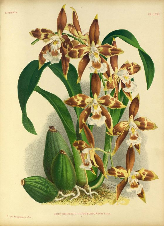 Odontoglossum luteo-purpureum, Program 1 slide 8, copy of color plate from Lindenia, vol. II, plate 58 (1886), modern digitized image
