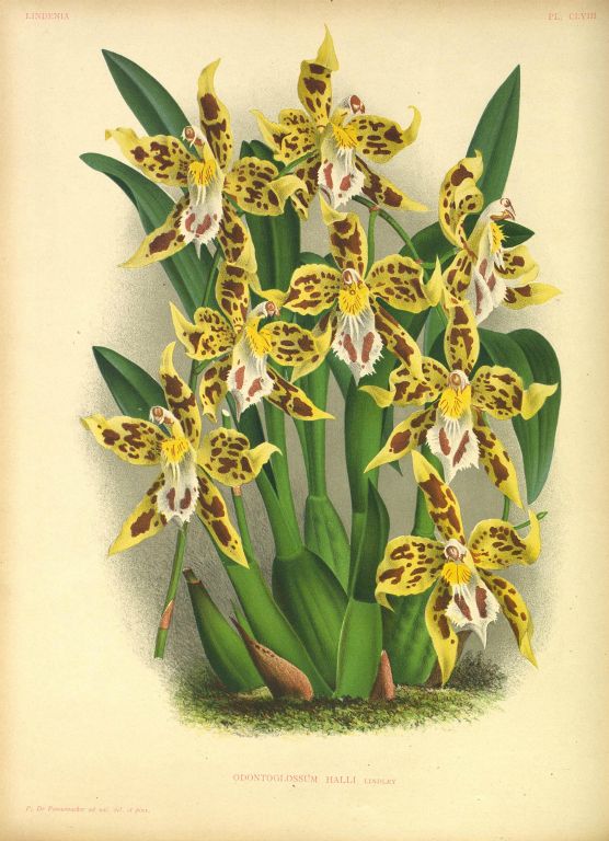 Odontoglossum hallii, Program 1 slide 9, copy of color plate from Lindenia, vol. IV, plate 158 (1888), modern digitized image