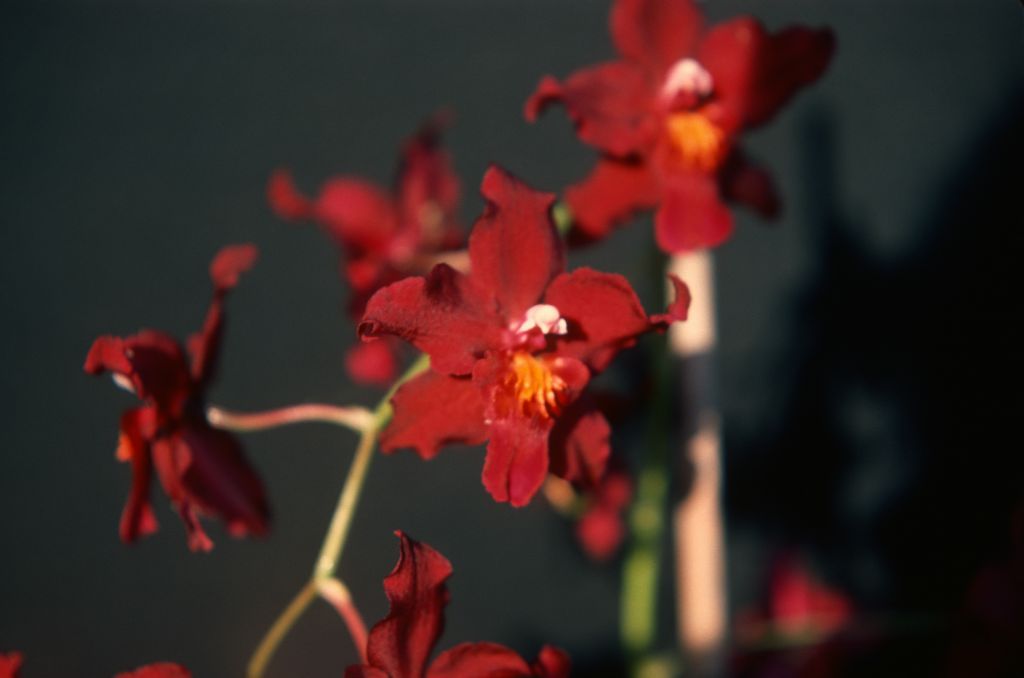 Odontoglossum Coca Cola (no such hybrid name has been registered for any orchid, genus name not stated on slide label and only implied on slide box cover), May 1977, roll 197705H2red slide 3