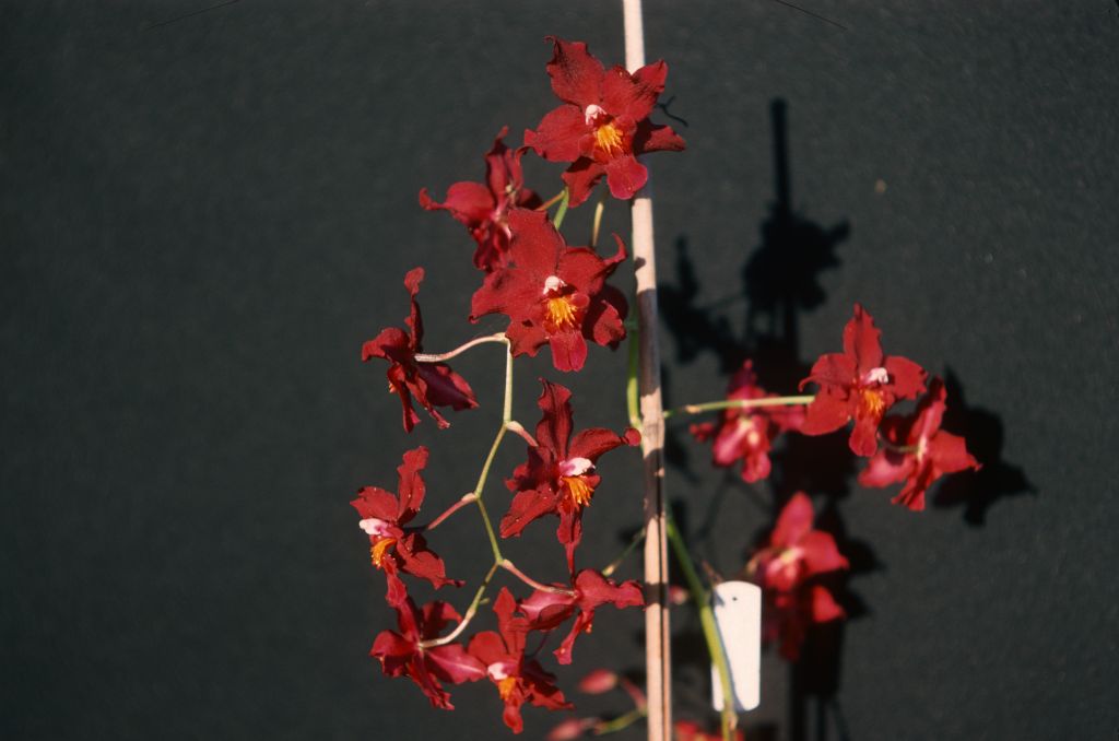 Odontoglossum Coca Cola (no such hybrid name has been registered for any orchid, genus name not stated on slide label and only implied on slide box cover), May 1977, roll 197705H2red slide 4