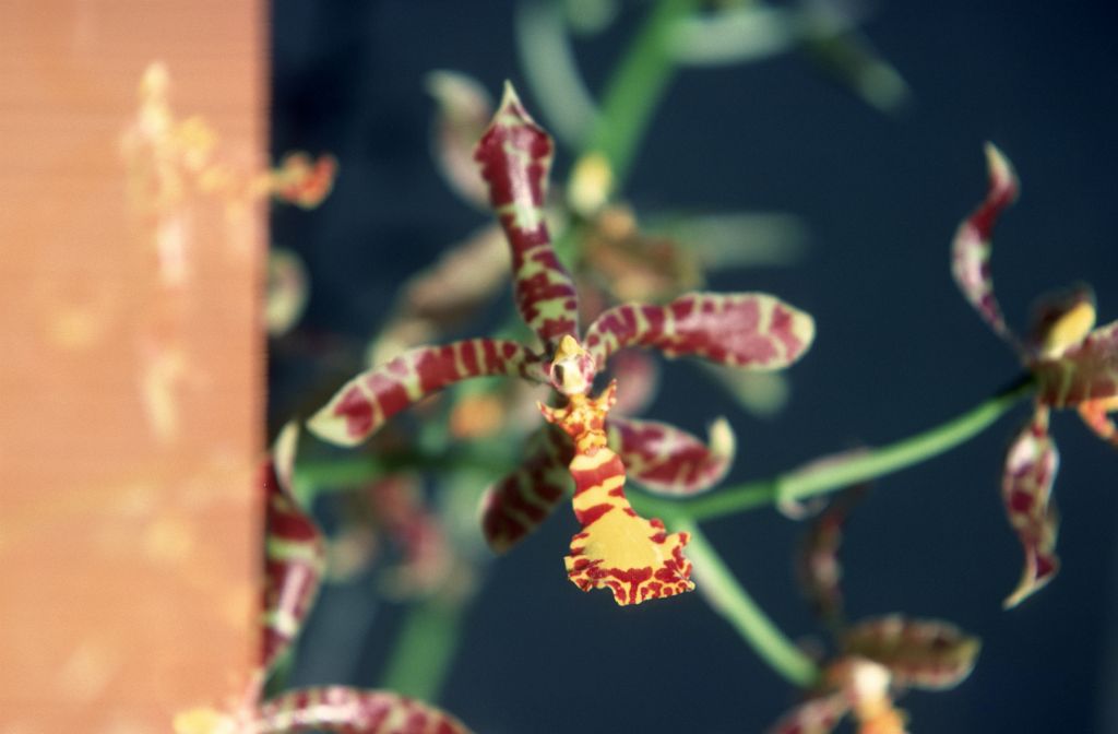 Odontoglossum, unknown, only 2 slides labeled in this roll, February 1978, roll 197802H7red slide 1